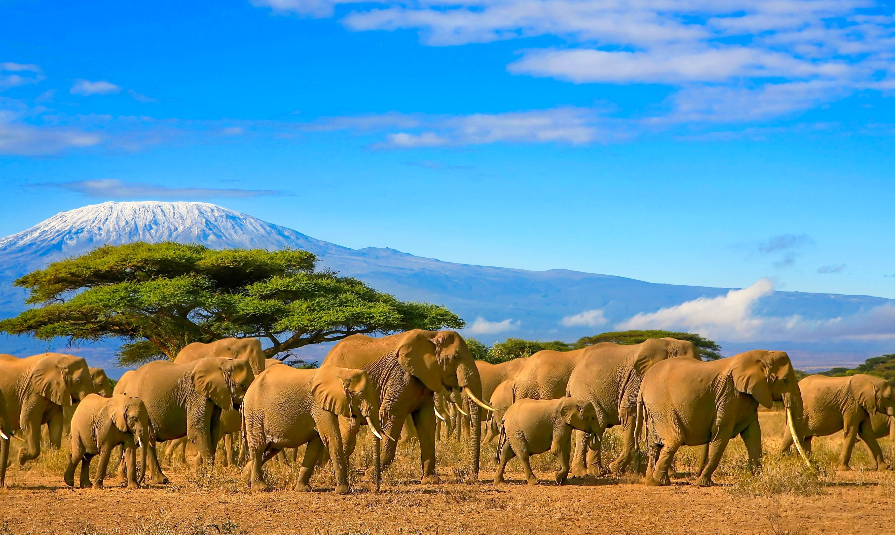 snow-capped-Kilimanjaro-mountain-in-Tanzania-in-the-background-under-a-cloudy-blue-skies-5066-1